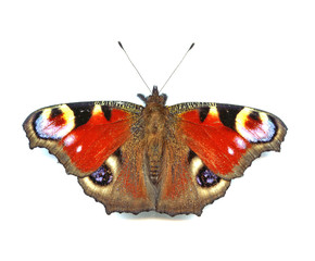 deer butterfly