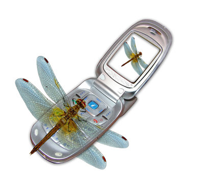 Phone And Dragonfly