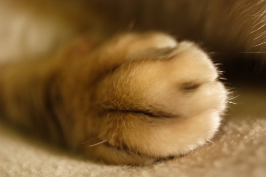 cat's paw 2