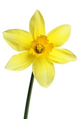 daffodil