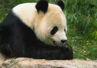 giant panda 2