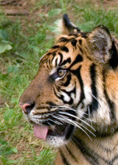 Fototapeta na wymiar tiger.