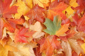 leaves