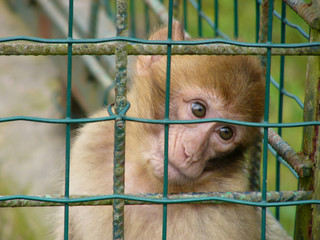 singe en captivité