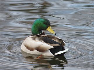 mallard