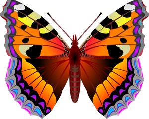 butterfly