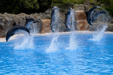 dolphins