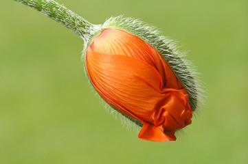 orange poppy - 80123