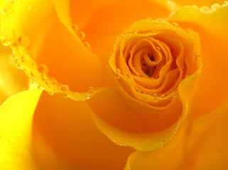 Photo sur Plexiglas Macro rose jaune avec des gouttes