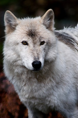 Naklejka premium white wolf
