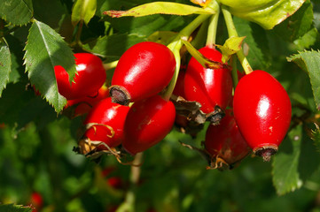 rose hips 02