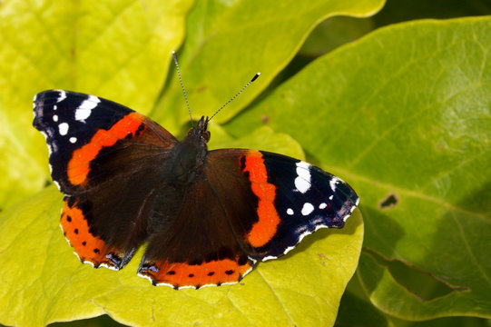 Red Admiral 03