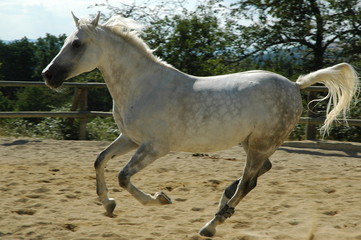 Obraz na płótnie Canvas koni arabskich broda-
