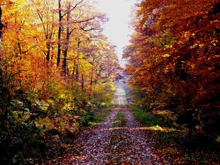 chemin d'automne