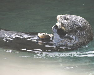 otter 2836