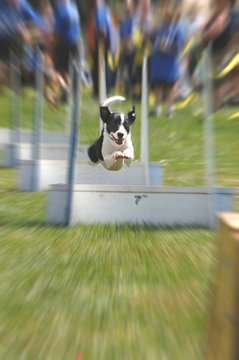 flyball