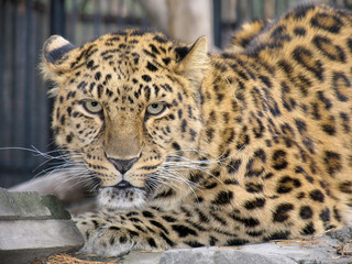 far-eastern leopard
