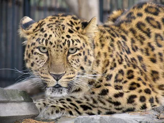 Fototapete Panther far-eastern leopard