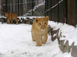 lion baby © Serg Zastavkin
