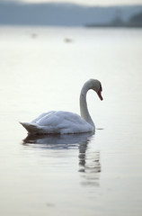 Naklejka premium cygne