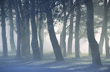 arbres dans la brume