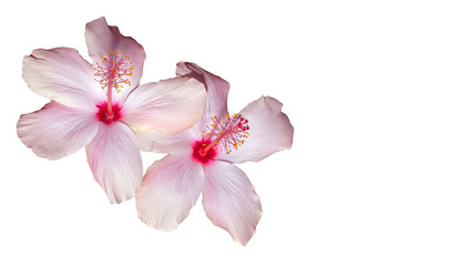 Fototapeta na wymiar pink hibiscus on white