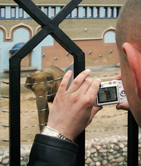 take a photograph of elephant