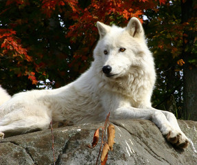 arctic wolf  laying on a rock