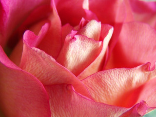 petals rose.