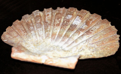 fan shell