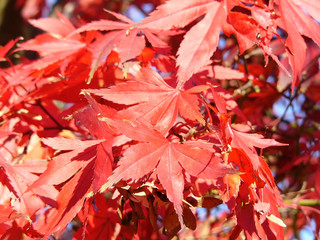 red leaves