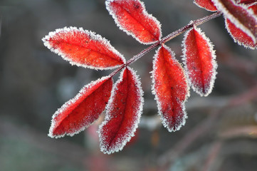 red frosty leaf