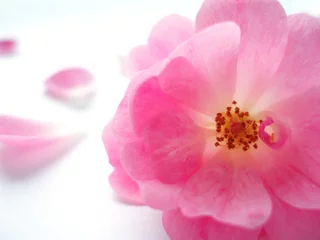 Cercles muraux Macro rose rose