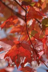 colorful l transparent leaves