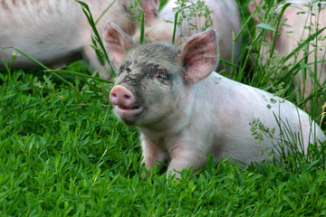 piglet