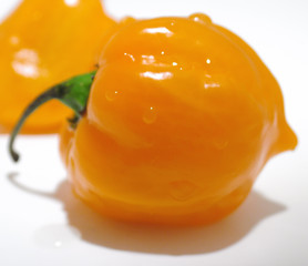 habanero chile pepper 5