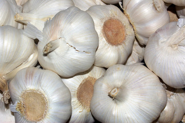 garlic 01