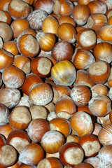 hazel nuts 01