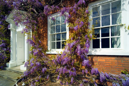 traditional georgian house front with wisteria