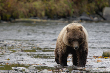 Obraz premium here comes bear