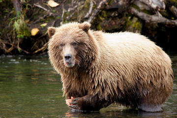 Fototapeta na wymiar grizzly cub eating salmon