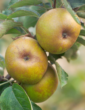 apples on a tree - ashmead's kernel variety