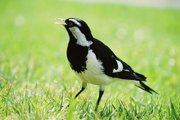 magpie lark