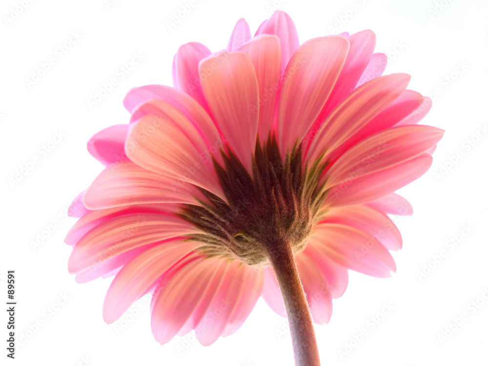 Poster pink gerbera