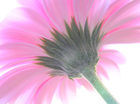 Fototapeta pink gerbera