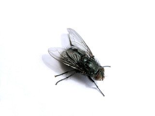 fly macro