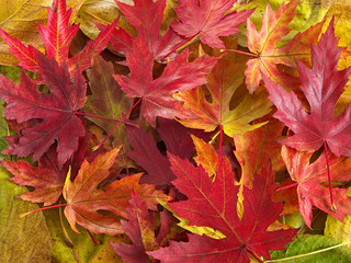 Naklejka na ściany i meble silver maple leaves