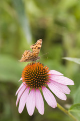 butterfly over echinacea