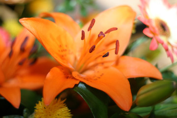 orange flower