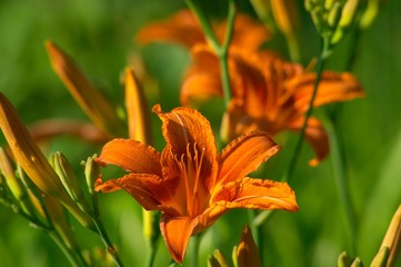 orange lily